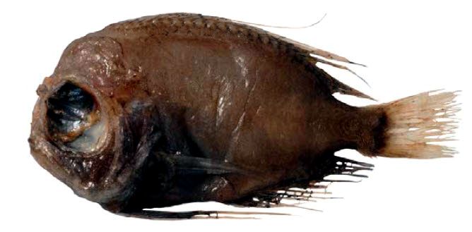 Platyberyx opalescens_002